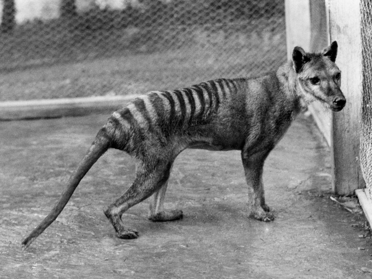 Foto: Imagen de archivo de Benjamin, el último espécimen de tigre de Tasmania conocido. (EFE)