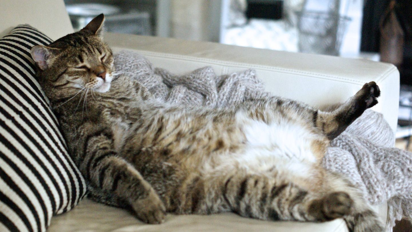 Si crees que tu gato está gordo consulta con un veterinario.