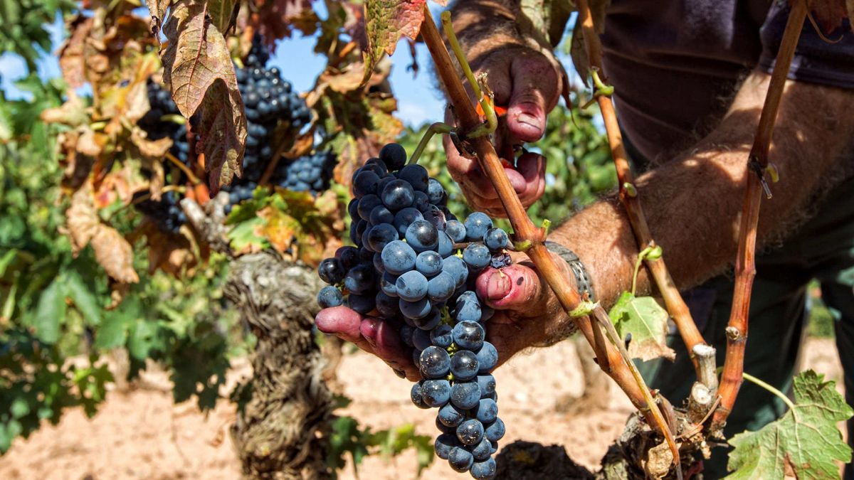 Las ventas de Rioja en 2015 crecen hasta los 282 millones de litros