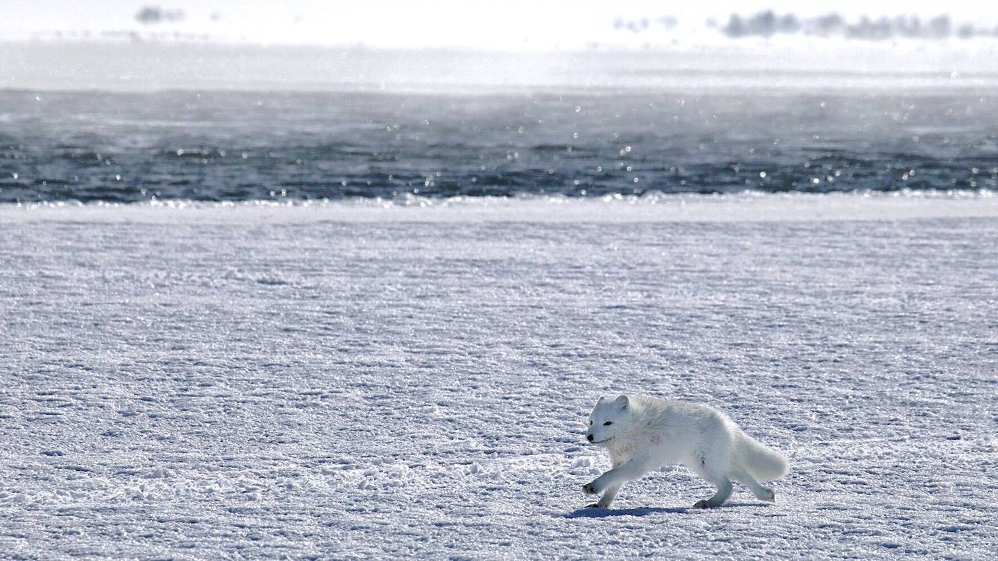 Un zorro Ártico Corriendo sobre el mar helado. (Andoni Canela)