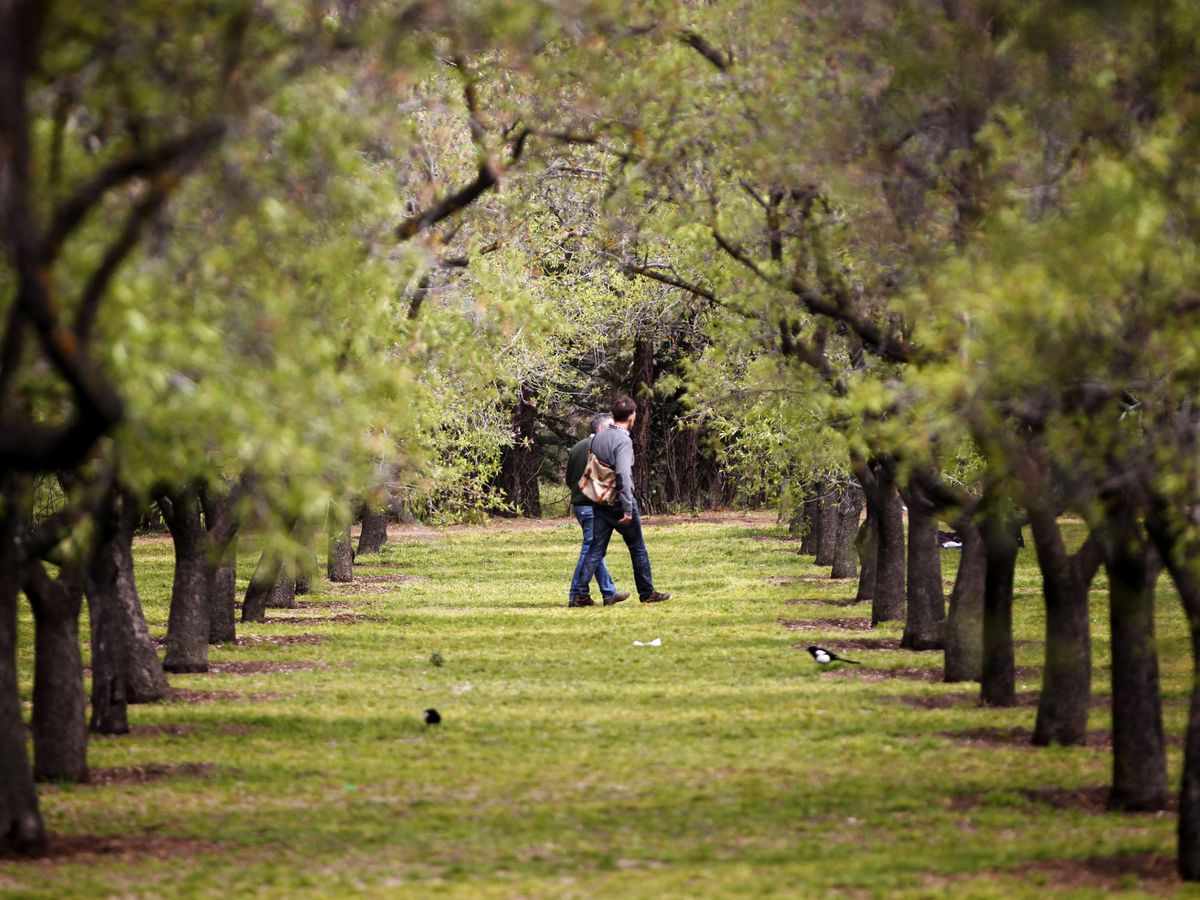 Foto: Dos personas pasean entre los almendros en flor en el parque de la Quinta de los Molinos de Madrid. (EFE/Javier Lizón)