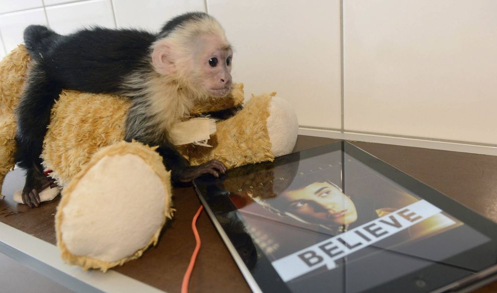 El mono capuchino de Justin Bieber retenido en Alemania (EFE)
