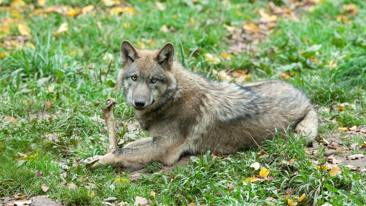 Idaho aprueba un proyecto de ley por el que sacrificará al 90 por ciento de sus lobos