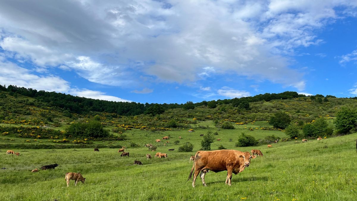 Los ganaderos de Castilla y León podrán mover desde este miércoles su ganado tras decaer la orden que lo prohibía