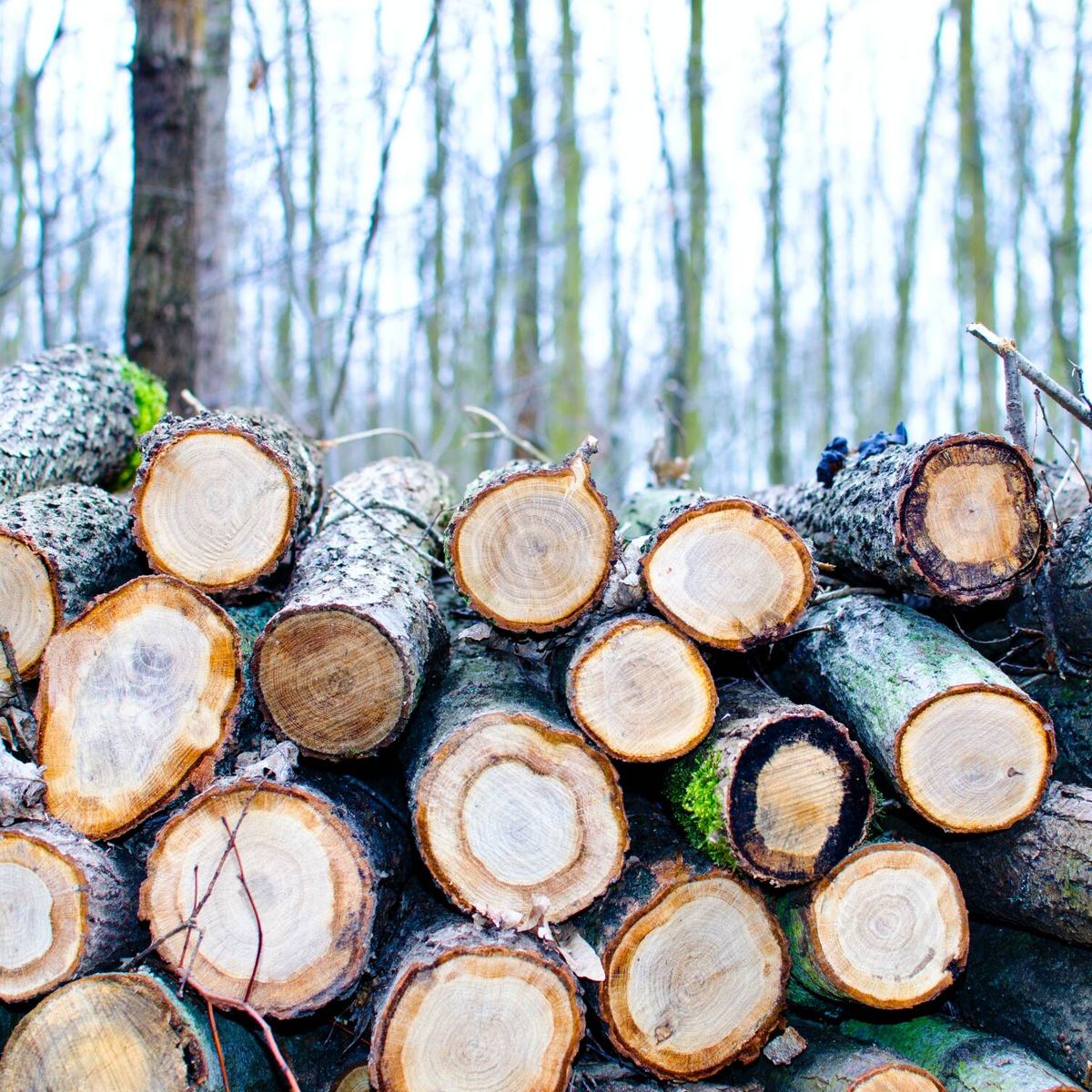 Eureka! Cultivar madera sin talar árboles ya es posible