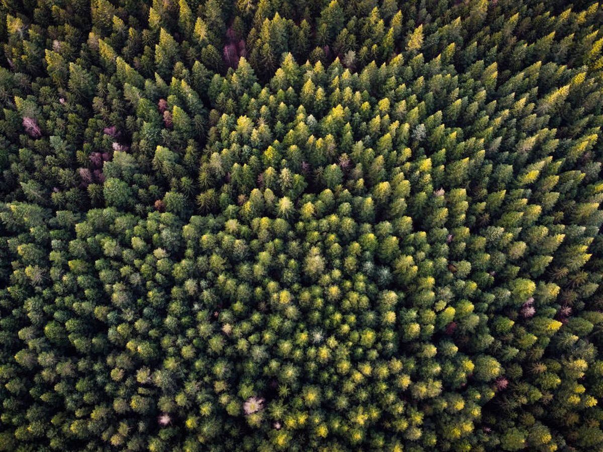 Foto: La reforestación 'natural' es la mejor opción. (iStock)