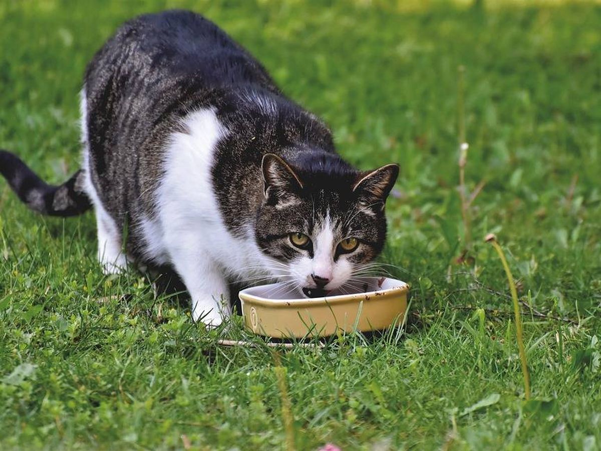 mejores piensos para gatos en alimentación seca