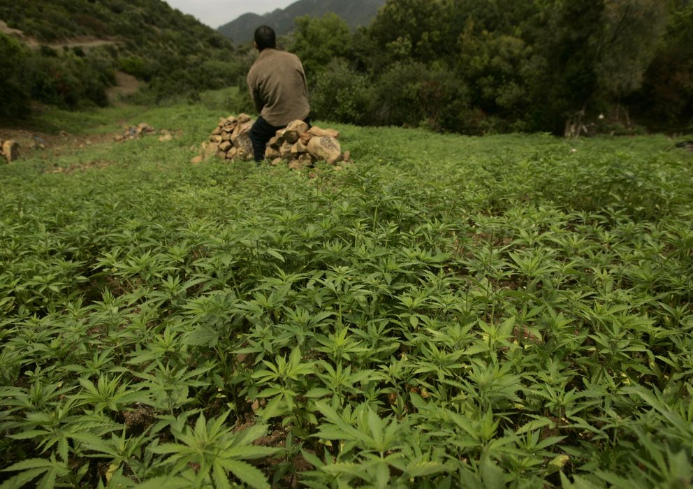 Foto: Un agricultor en medio de su plantación de cannabis cerca de Chefchauen, en las montañas del Rif (Reuters).