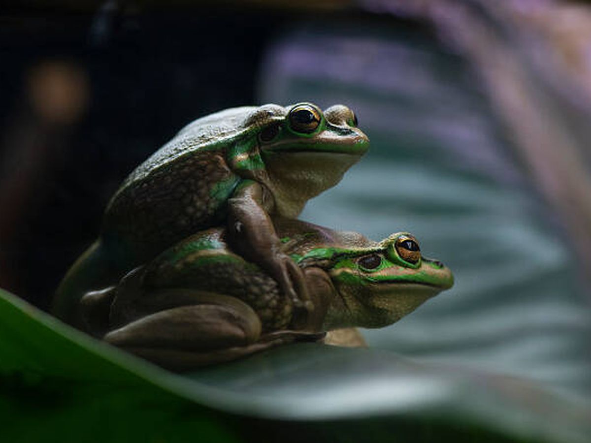 Foto: Dos ranas apareándose en su hábitat natural (Guetty)