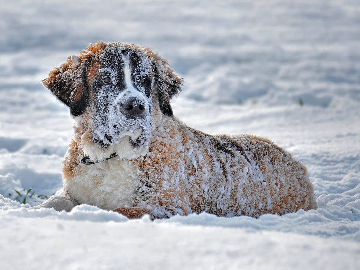 Foto: Un perro en la nieve. (Pixabay)