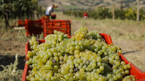El sector del vino crea una nueva certificación de compromiso climático