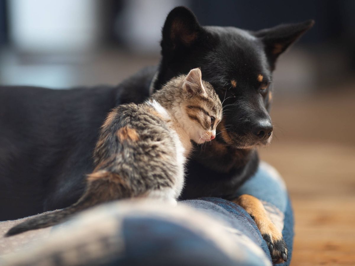 Foto: Un perro y un gato. (iStock)