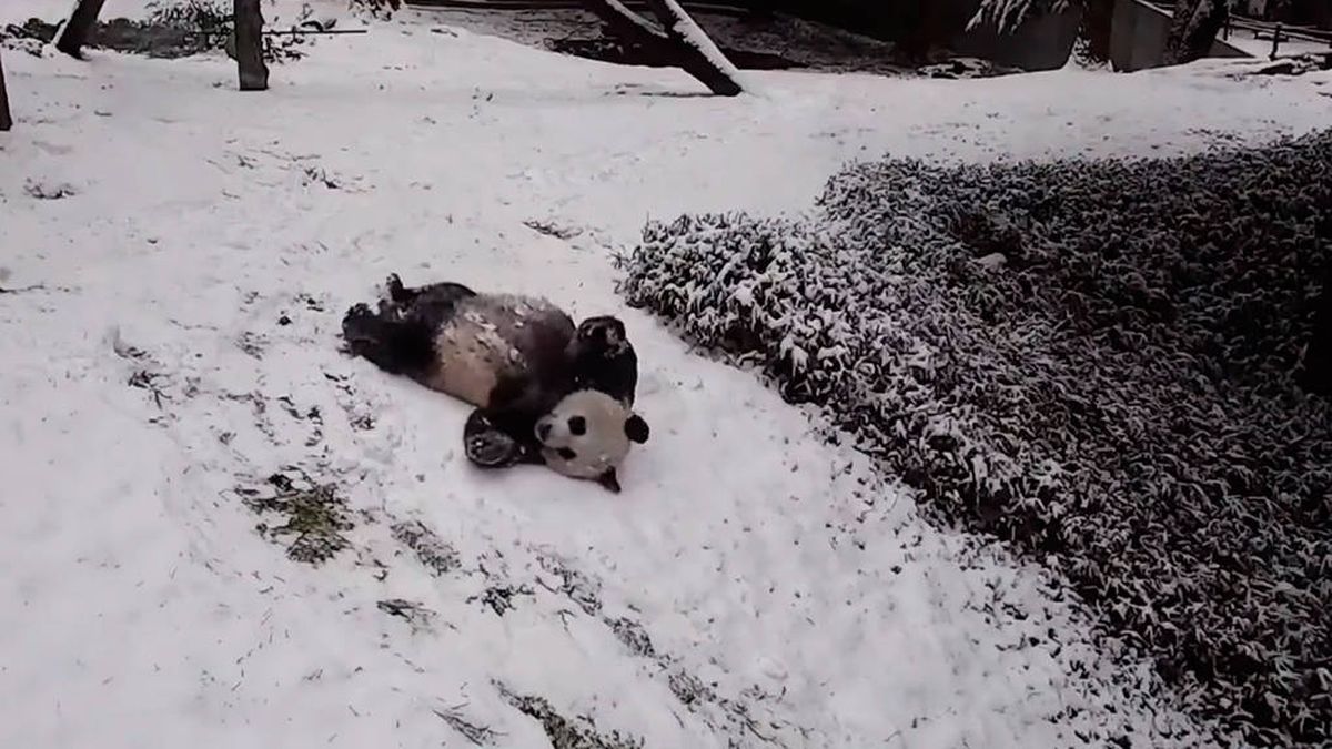Vídeo | Los pandas del zoo de Washington se divierten como niños con la nieve
