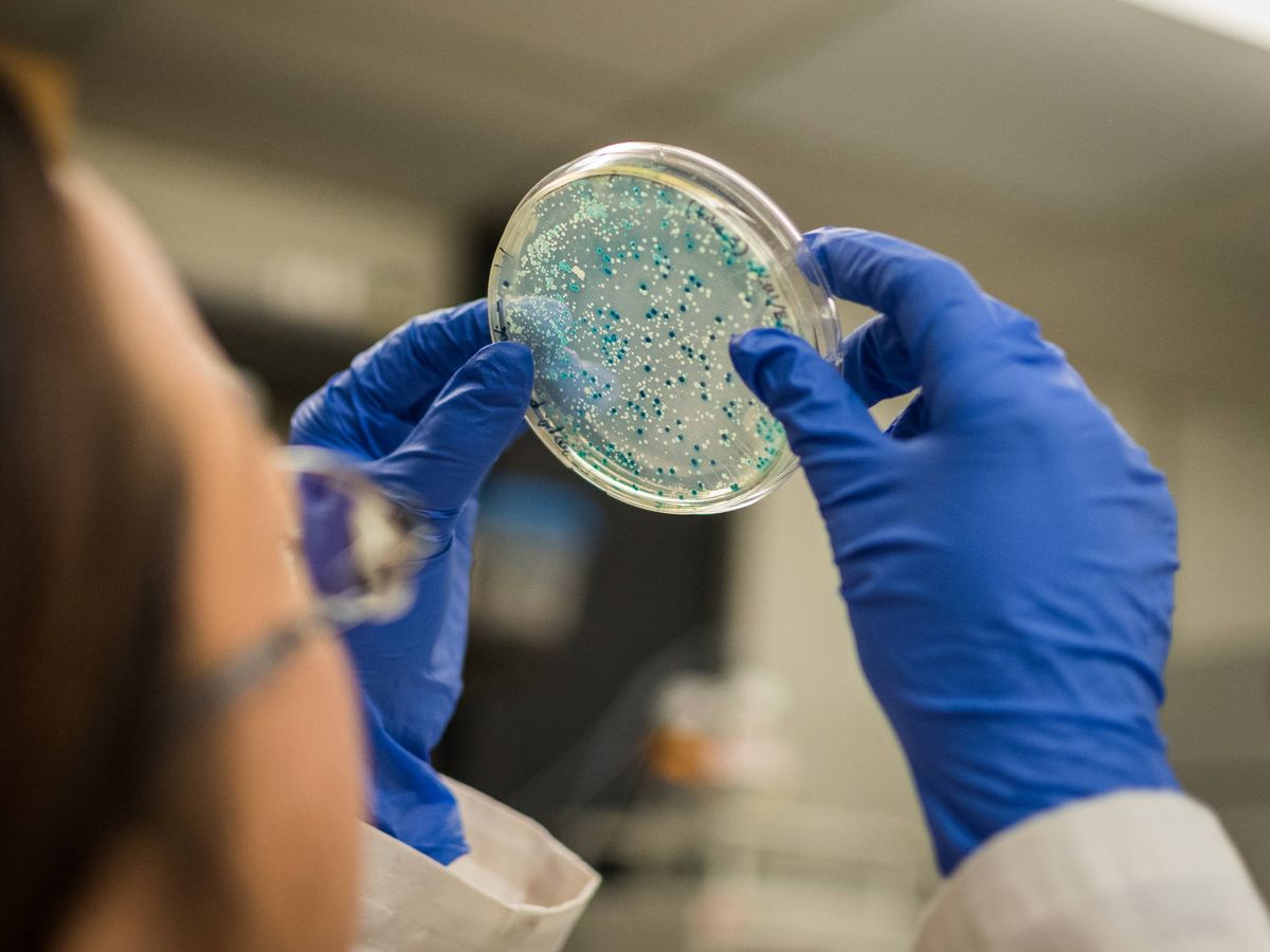 Foto: Existen cientos de estudios sobre la microbiota. (iStock)