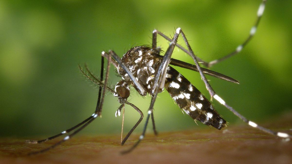 Sanidade recomienda repelente ante la aparición de mosquitos tigre en colegios de Vigo