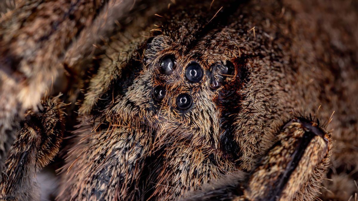 La población de arañas que escondía premio para el fotógrafo que dormía encima de ellas 