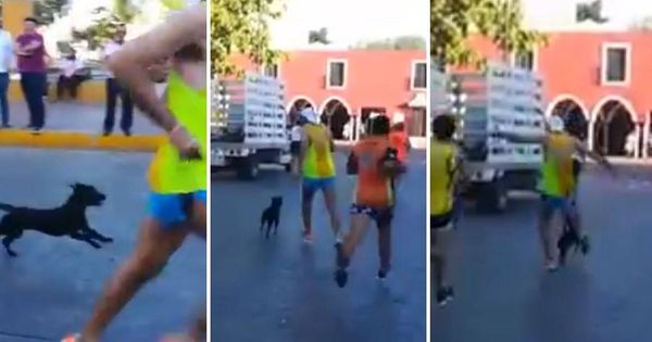 Foto: En el vídeo compartido en redes se aprecia cómo el corredor patea al perro y lo tira al suelo.