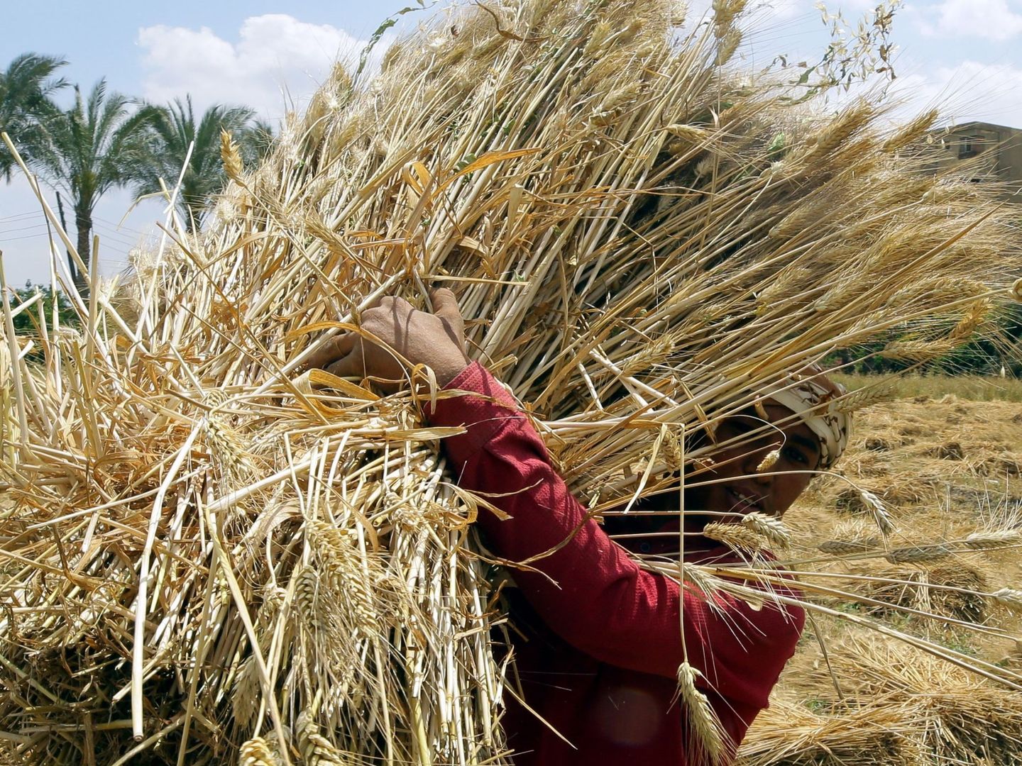 Una jornalera egipcia porta una bala de pajas de trigo en un campo. (EFE)