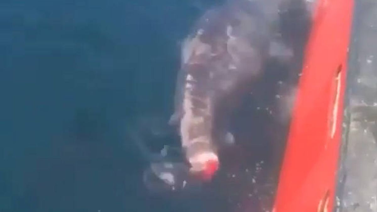 Cortan la cola a un tiburón y le devuelven al mar al grito de “a ver cómo nadas, bastardo”