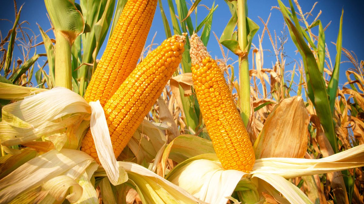 España permite más pesticidas en el maíz de Argentina y Brasil ante la falta del de Ucrania