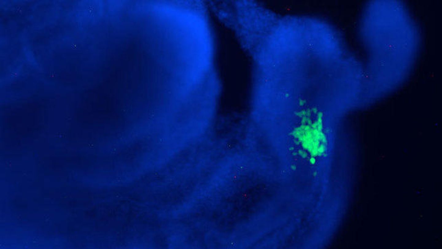 Imagen de un embrión de ratón en cuyo interior se ven células pluripotentes humanas (Instituto Salk)