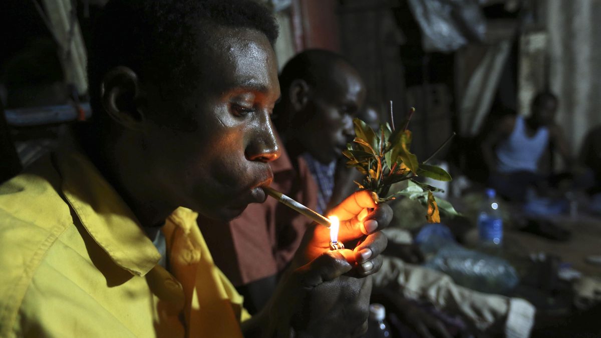 Masticando ‘khat’ en Etiopía: así son 'las hojas del paraíso' que ya han llegado a España