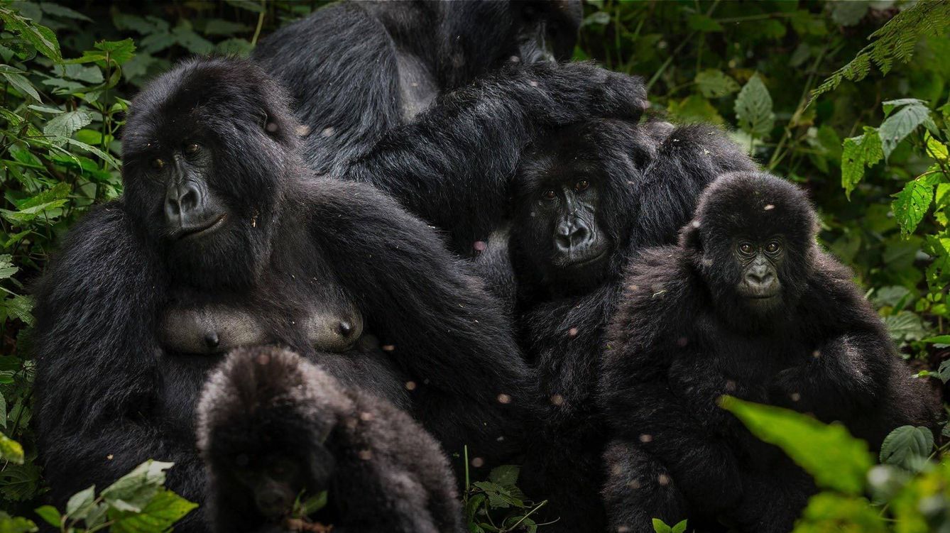 Foto: Los gorilas de la reserva de Virunga. Imagen: Cedida
