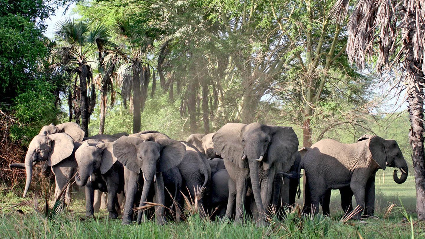 Elefantes en Gorongosa. (Javier Brandoli)