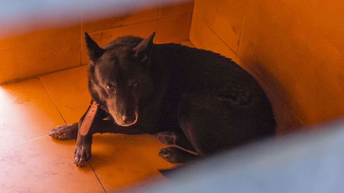 Un perro mata a un bebé de 18 días en una finca del sur de Tenerife