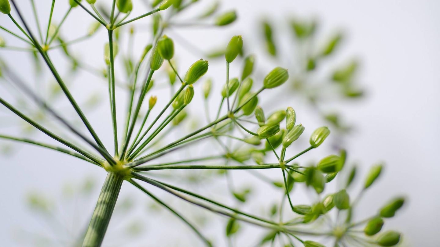Sus semillas ayudan a eliminar el mal aliento. (Pixabay/Kathas Photos)