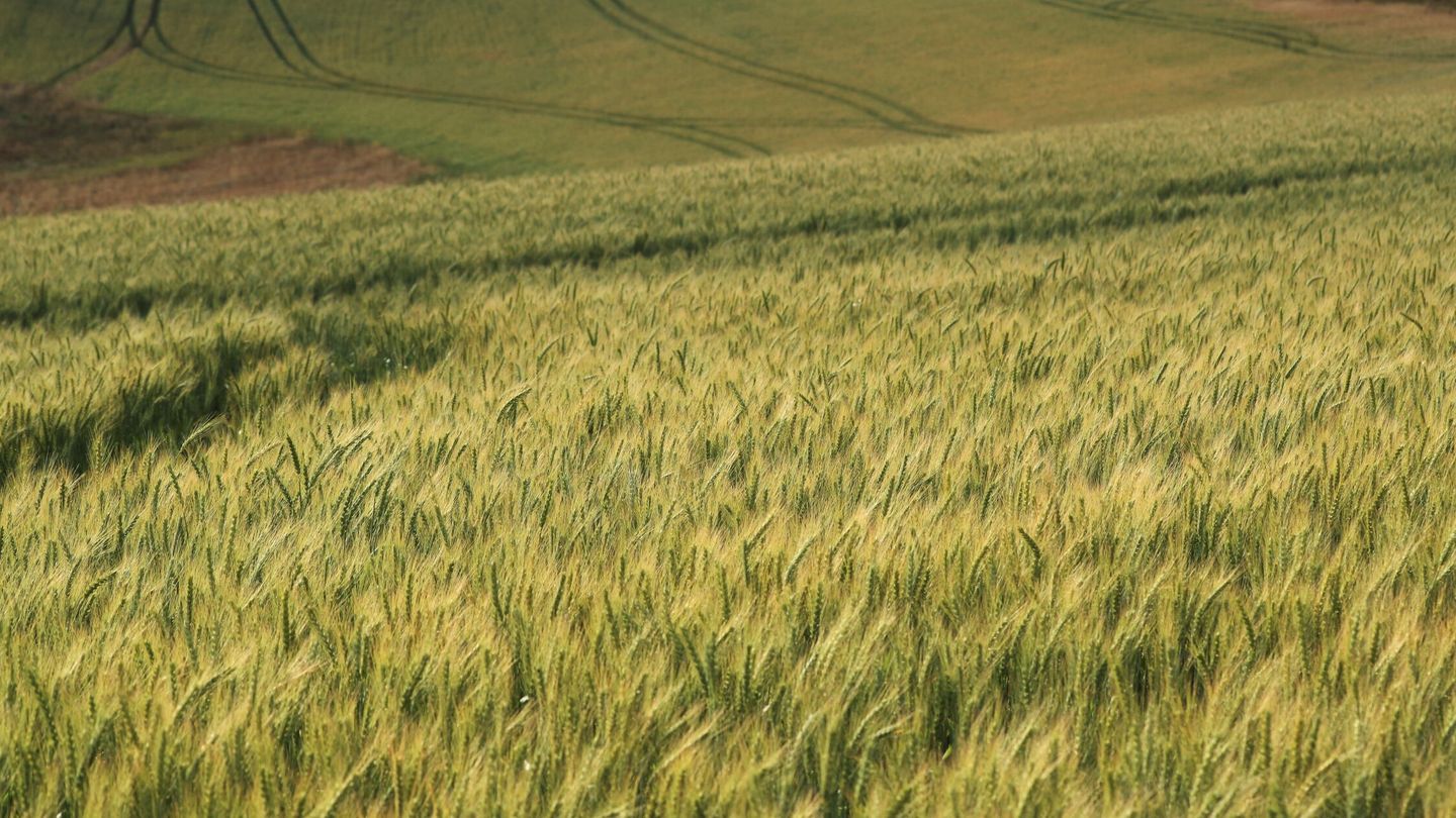 El cambio climático tiene un efecto sobre nuestra capacidad de producir alimentos. Foto: Reuters