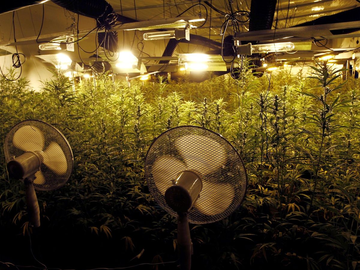 Foto: plantas de marihuana en una nave industrial. (EFE/Archivo)