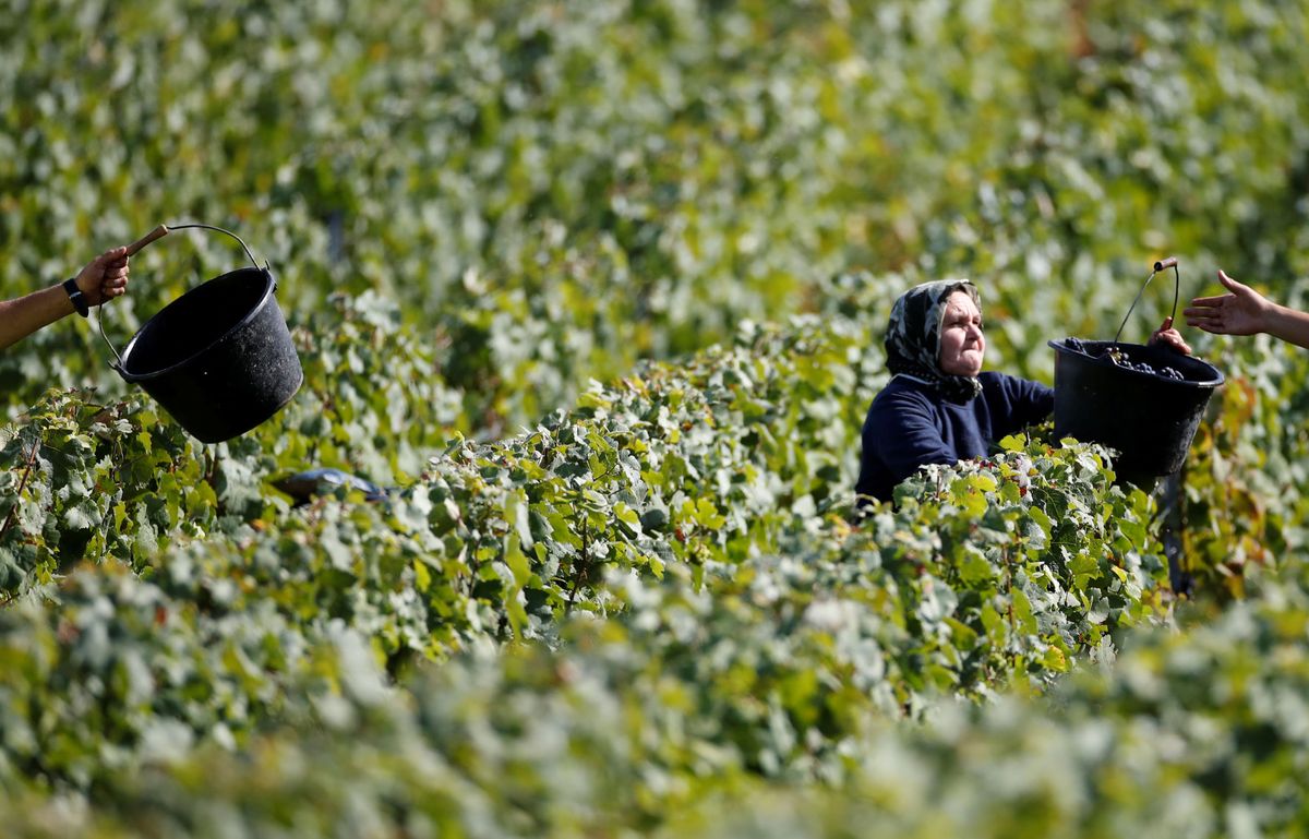 Foto: Vendimina en el viñedo de Taittinger en Francia. (Reuters)