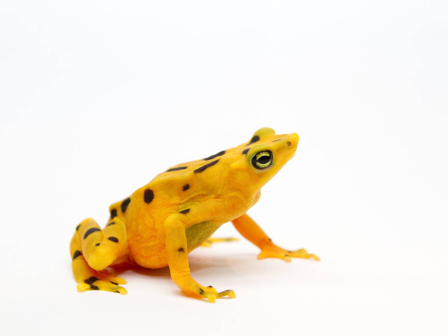 La rana dorada de Panamá, extinta en libertad a causa del hongo. (B. Gratwicke / Instituto Smithsonian)