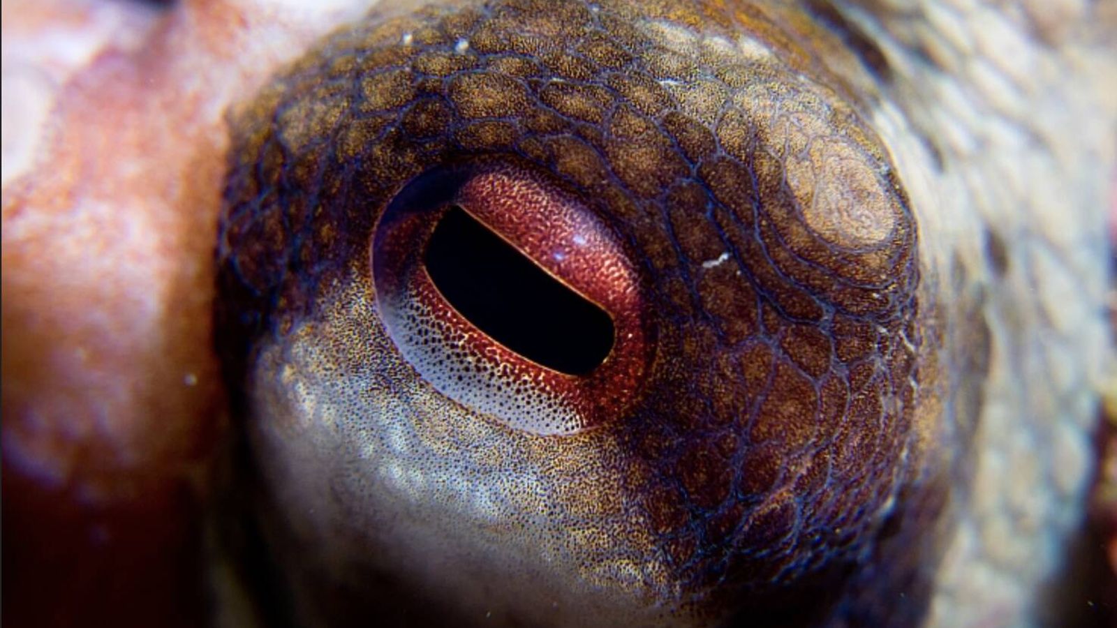 27 'picos' de hace 100 M de años revelan que un pulpo de 19 metros habitó los mares del Cretácico