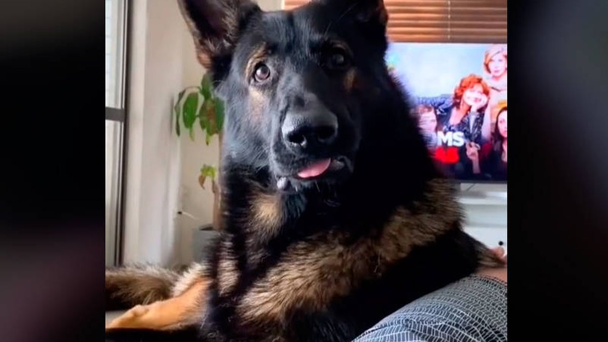 La curiosa reacción de un perro policía jubilado cuando su dueño habla de drogas
