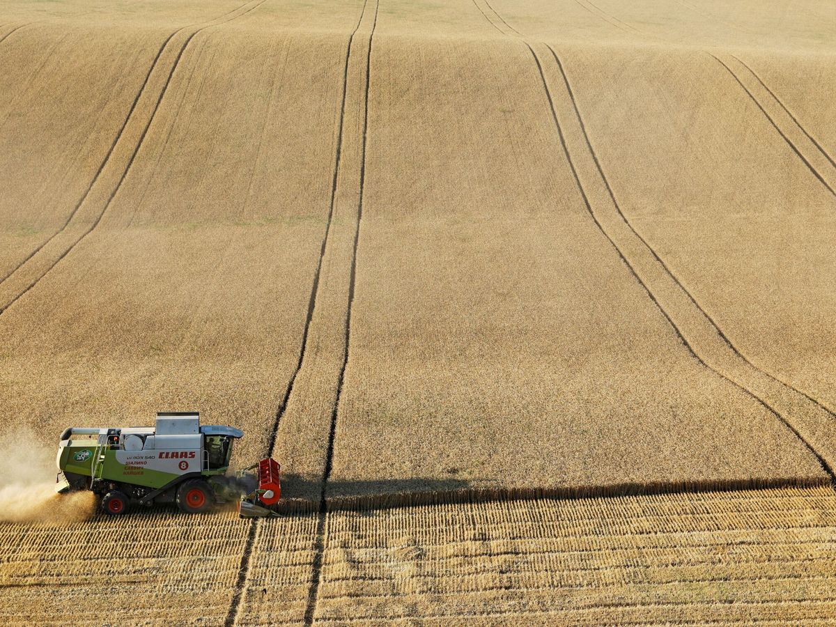 Foto: Cultivos de trigo en Rusia. (Reuters/Eduard Korniyenko)