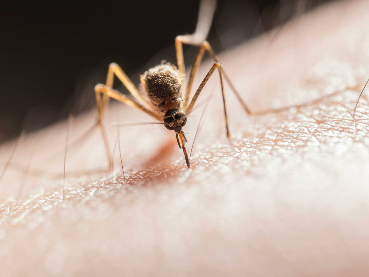 Foto: El verano trae consigo los temidos mosquitos. (Pexels)