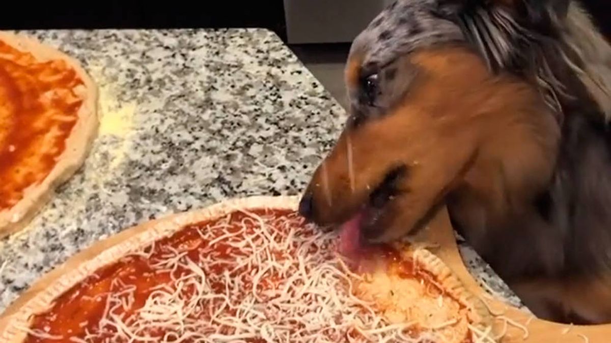 Internet se rebela contra el hombre que deja que su perro saboree su pizza