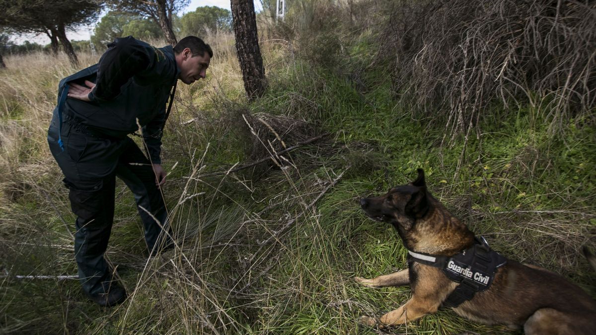 Cuatro perros mueren envenenados en Galicia tras beber en una charca