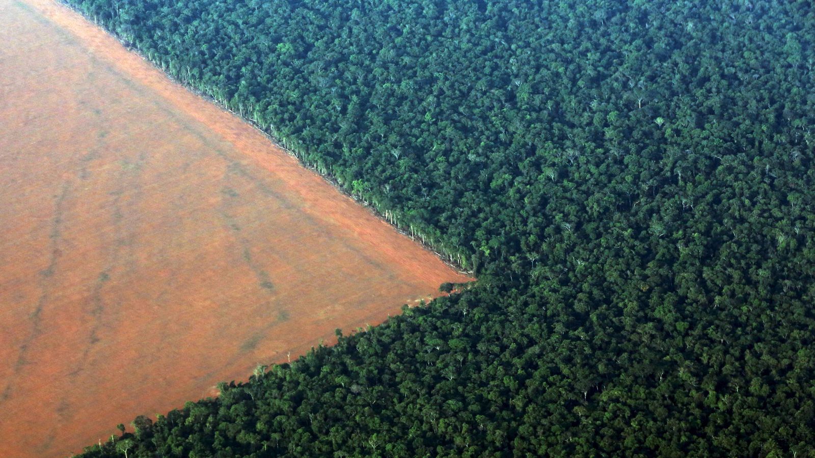 Foto: La jungla amazónica rodeada de tierra deforestada en la que se plantarán habas de soja, en el estado de Mato Grosso, en Brasil. (Reuters)