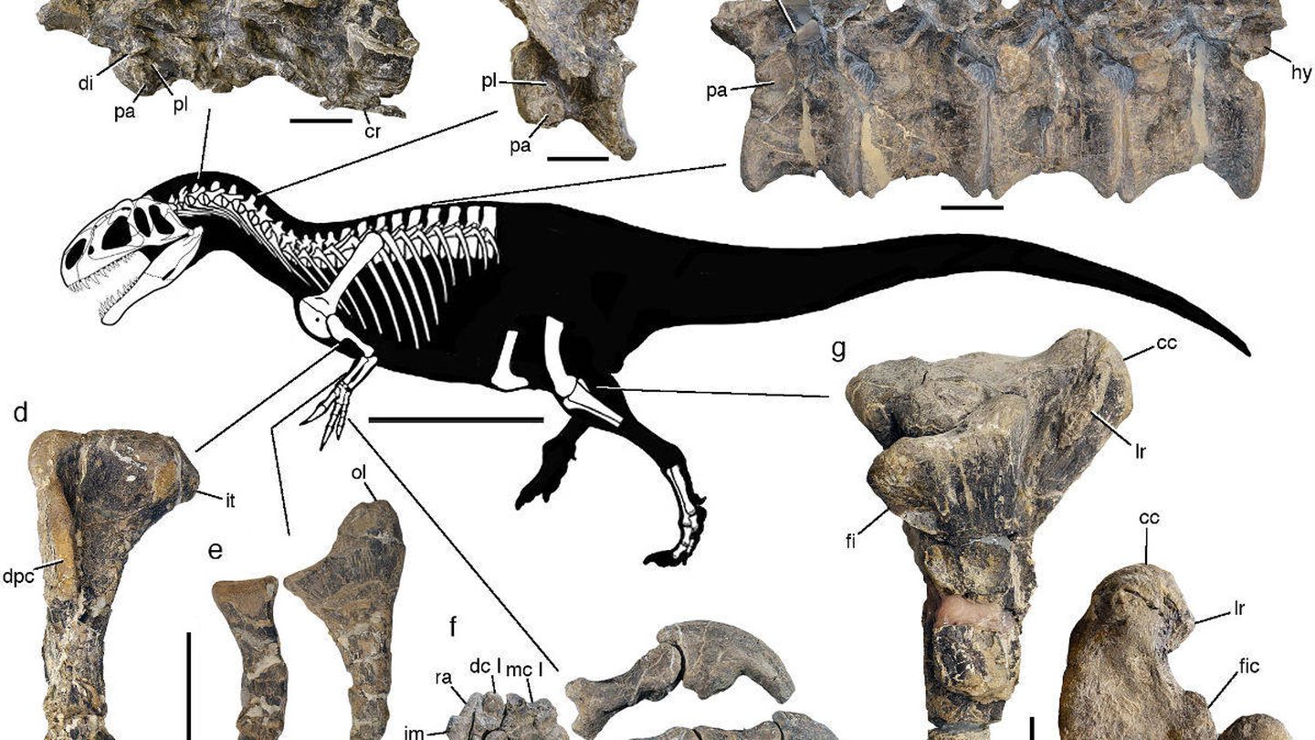 Esqueleto del dinosaurio. (Museo Paleontológico Egidio Feruglio/Scientific Reports)