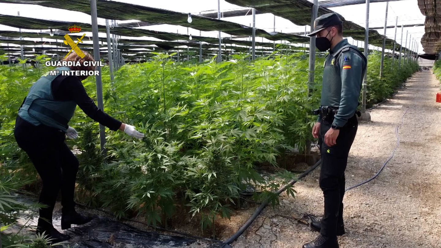 Plantación de marihuana en El Ejido, Almería. (Guardia Civil)