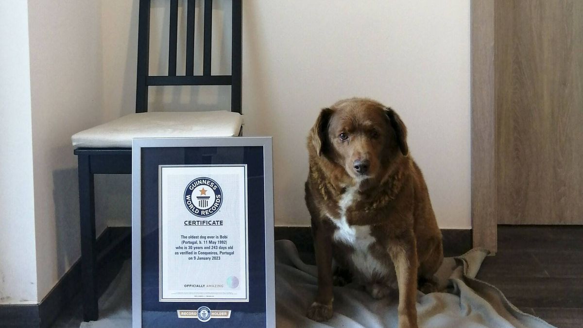 El perro más longevo del mundo recibe oficialmente su récord Guinness