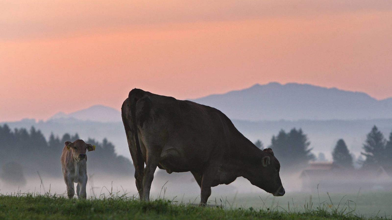Foto: Una vaca y su cría pastan en un prado. (EFE)