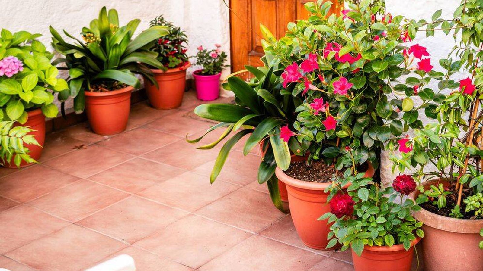 Qué plantar en mayo: la planta aromática que aleja a los mosquitos y sobrevive al sol directo
