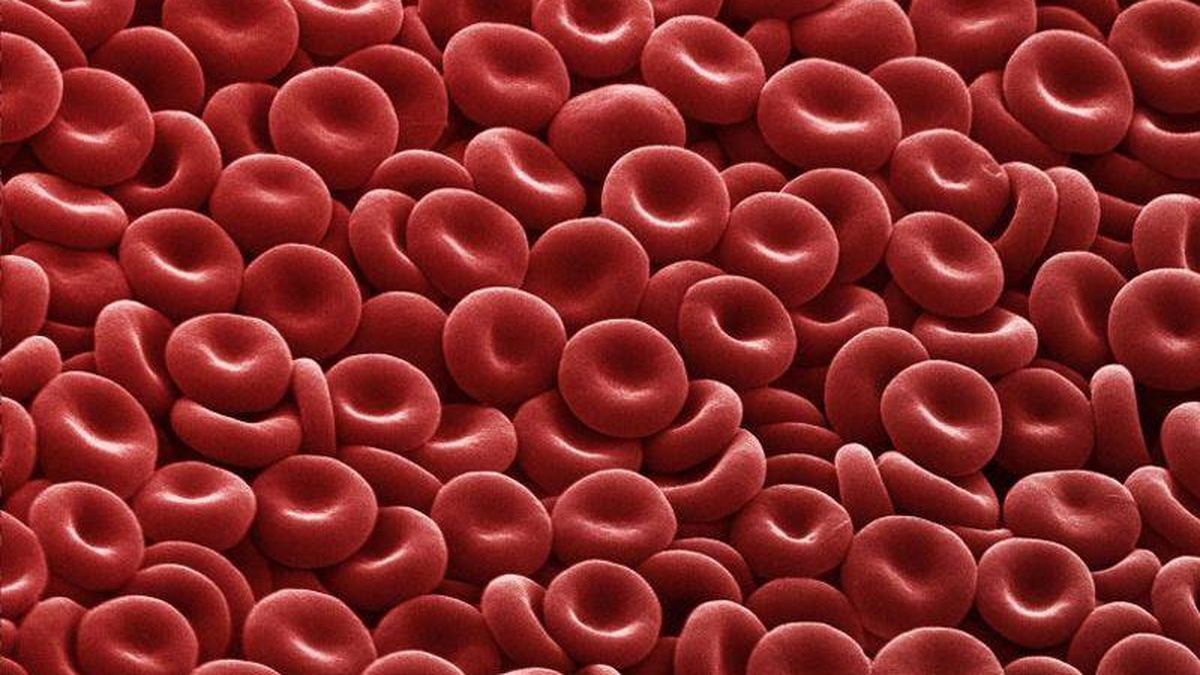 El estreptococo se "disfraza" como un glóbulo rojo para evitar ser detectado