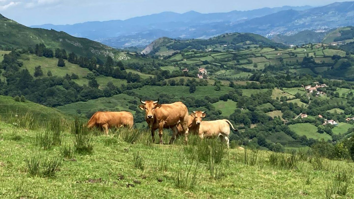 Vacas en un prado asturiano. (Jose Luis Gallego)