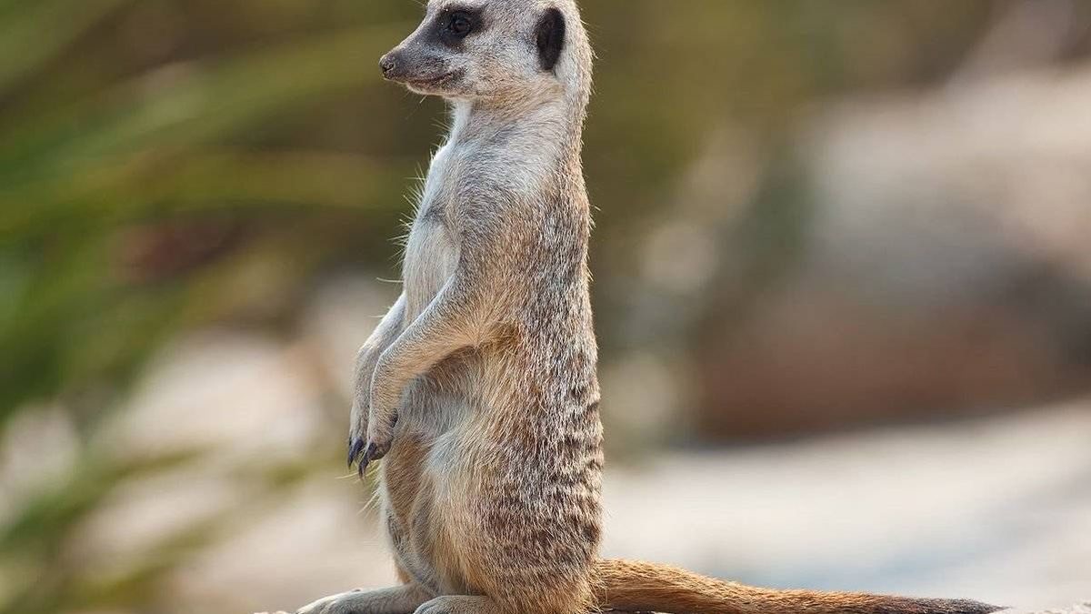 Tener una suricata (y estos otros animales) en España es legal, por raro que parezca