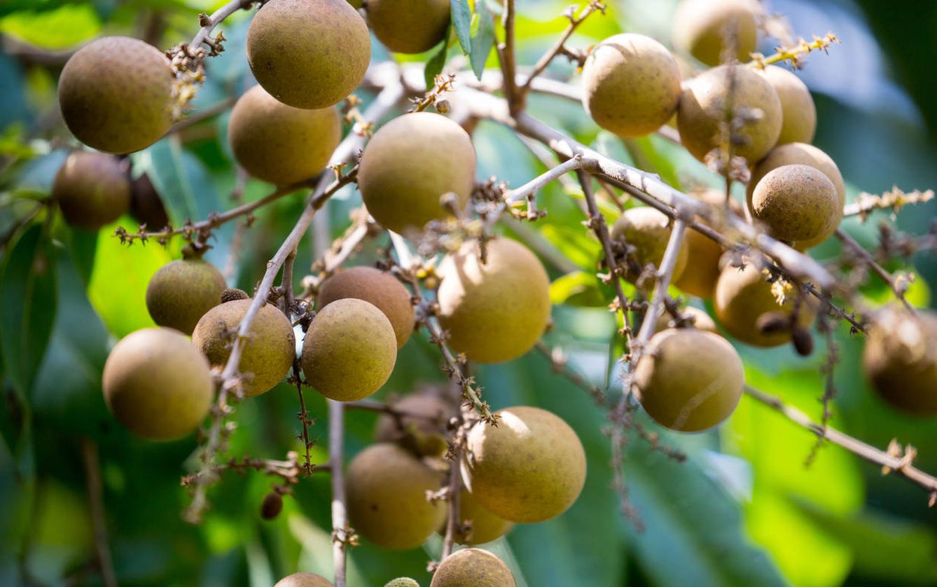 El fruto de Vietnam. (iStock)